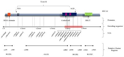 Prevalence and Spectrum of Germline BRCA1 and BRCA2 Variants of Uncertain Significance in Breast/Ovarian Cancer: Mysterious Signals From the Genome